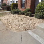 Charlotte Stump Grinding Completed 3