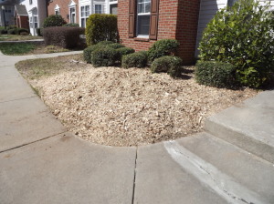 Charlotte Stump Grinding Completed 3