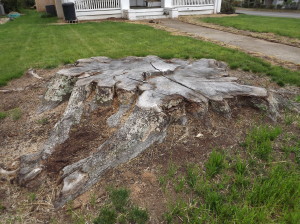 Mooresville Stump Removal