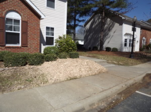 Charlotte Stump Grinding Completed