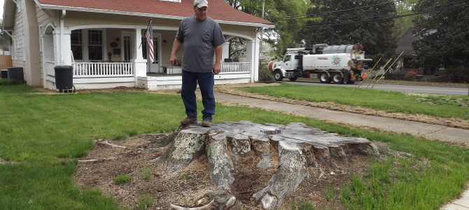 Is Stump Removal A D-I-Y Job?